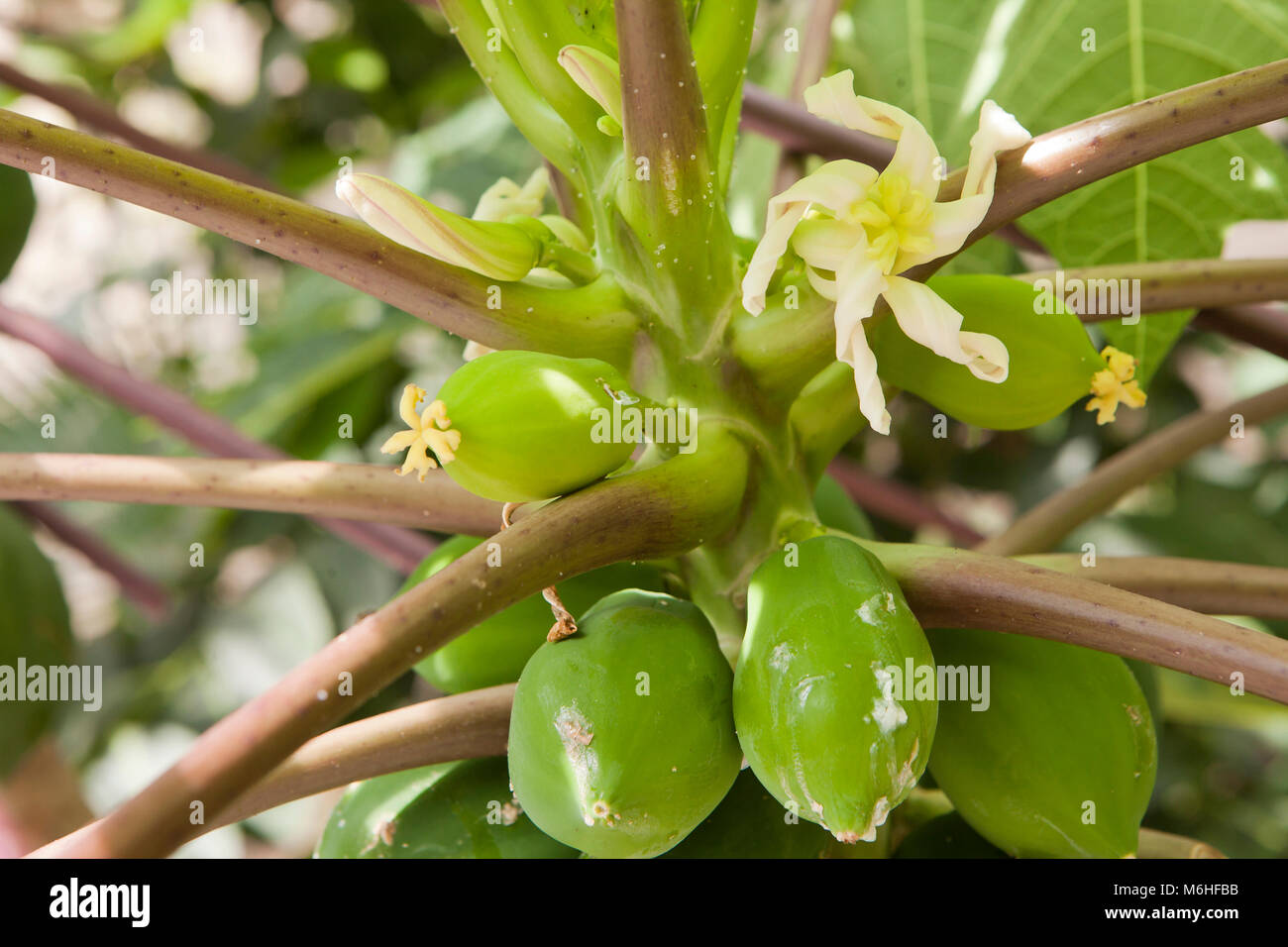 Fleur femelle de la Carica papaya - USA Banque D'Images