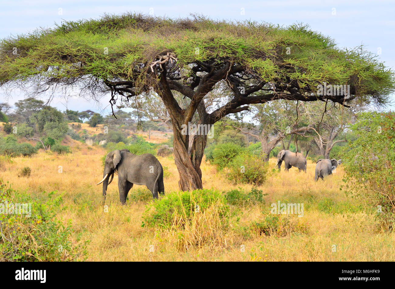 Parc national de Tarangire est un excellent jeu de destination de visualisation en Tanzanie. En vertu de l'éléphant tortilla acacia Banque D'Images