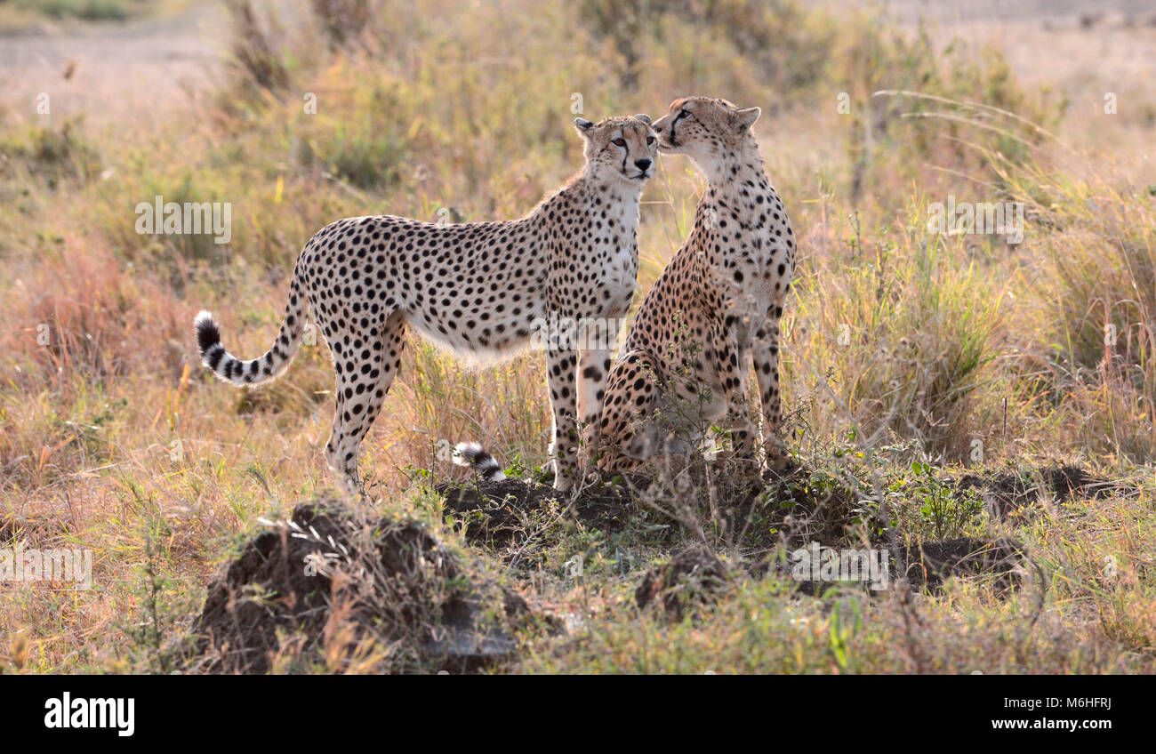 Le Parc National du Serengeti en Tanzanie, est un des plus spectaculaires des destinations de la faune sur terre. Frères guépards ensemble. Banque D'Images