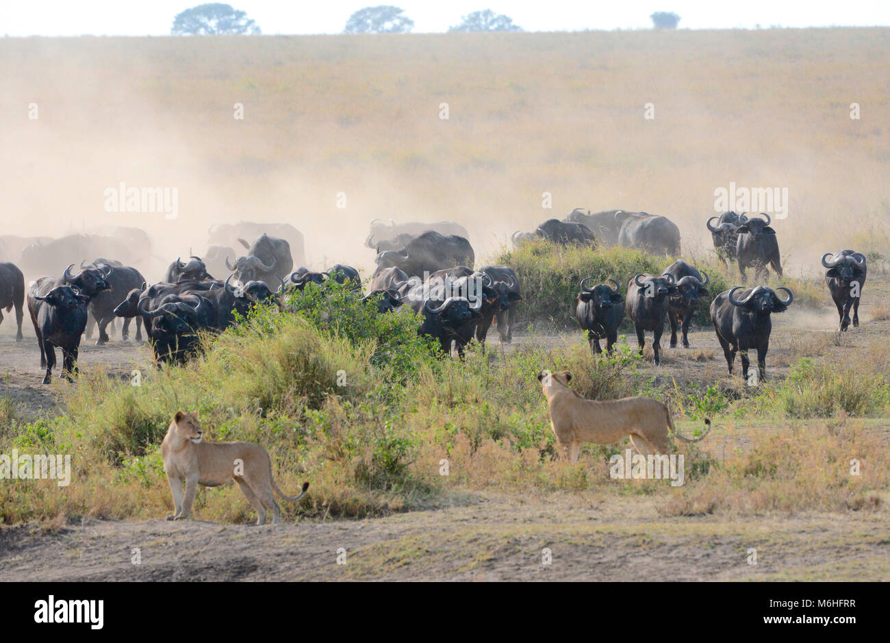 Le Parc National du Serengeti en Tanzanie, est un des plus spectaculaires des destinations de la faune sur terre. Les Lions à chasser le bison en nuage de poussière Banque D'Images