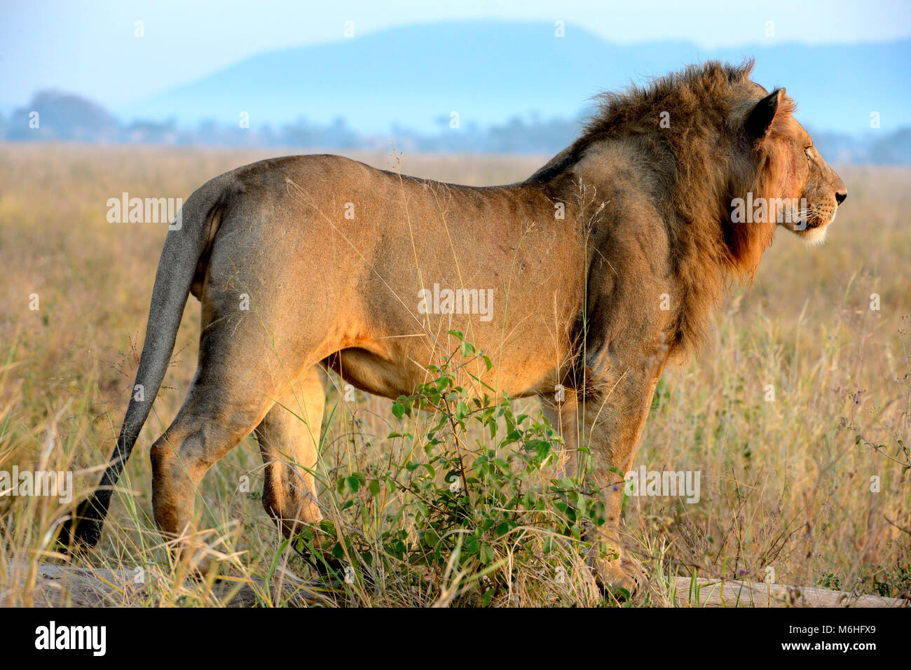 Le Parc National du Serengeti en Tanzanie, est un des plus spectaculaires des destinations de la faune sur terre. Lion mâle fixant sur son domaine. Banque D'Images