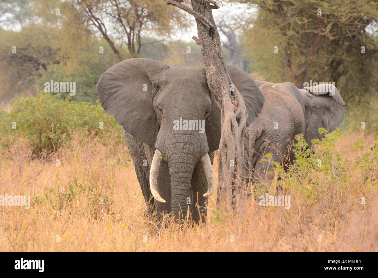 Elephant tusker, parc national de Tarangire, en Tanzanie. Banque D'Images