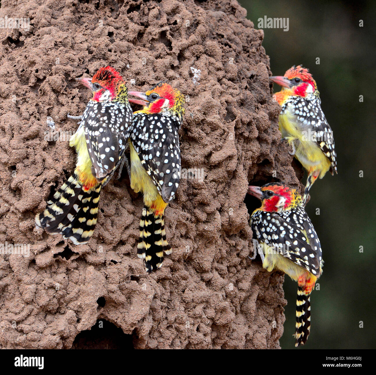 Le Parc National du Serengeti en Tanzanie, est un des plus spectaculaires des destinations de la faune sur terre. Le rouge et jaune barbets de manger les termites Banque D'Images