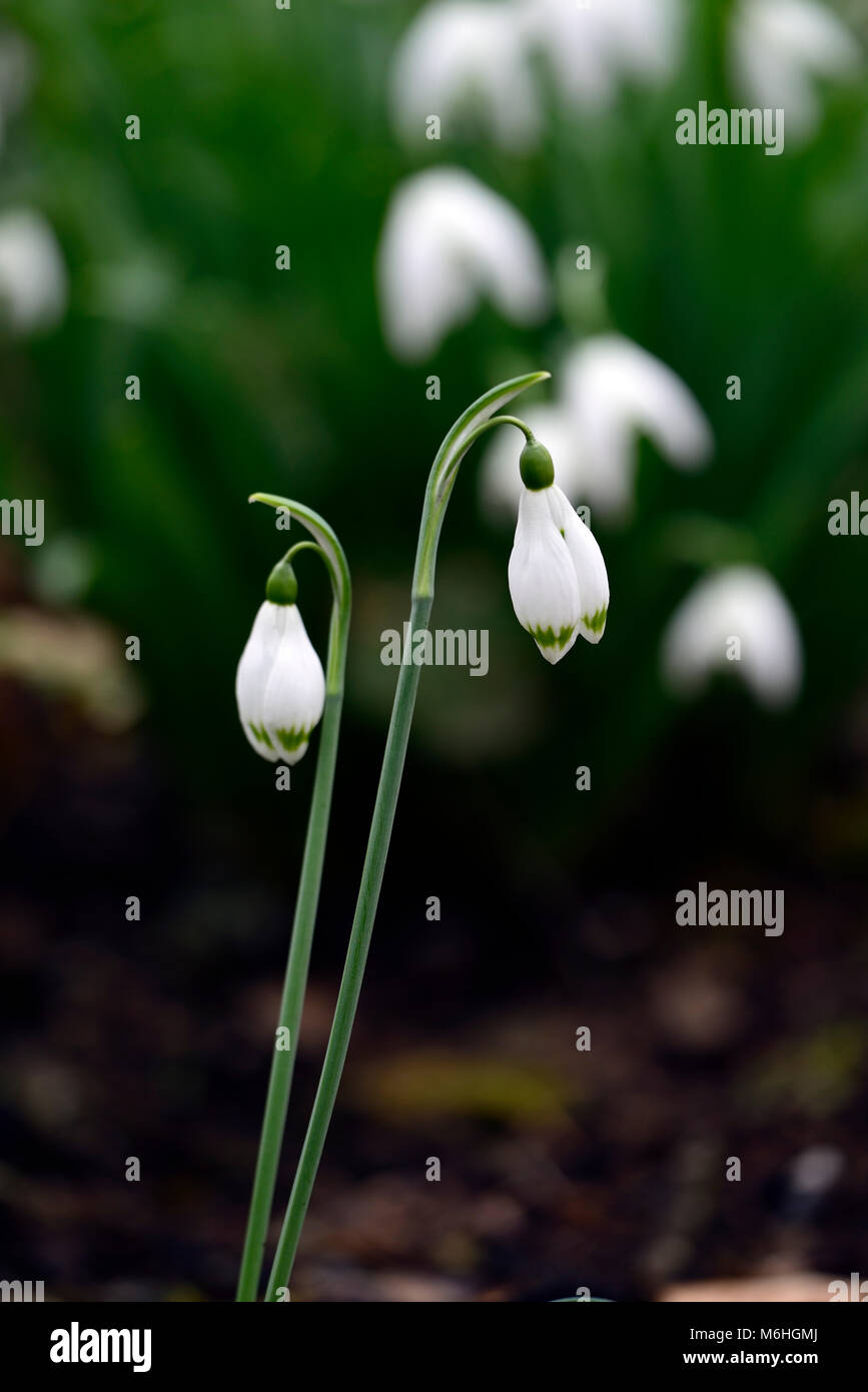 Snowdrop galanthus verdier,perce-neige,printemps,fleurs,fleurs,fleurs,blanc,vert,marques,marque,marquée à pointe verte,conseils,Floral RM Banque D'Images