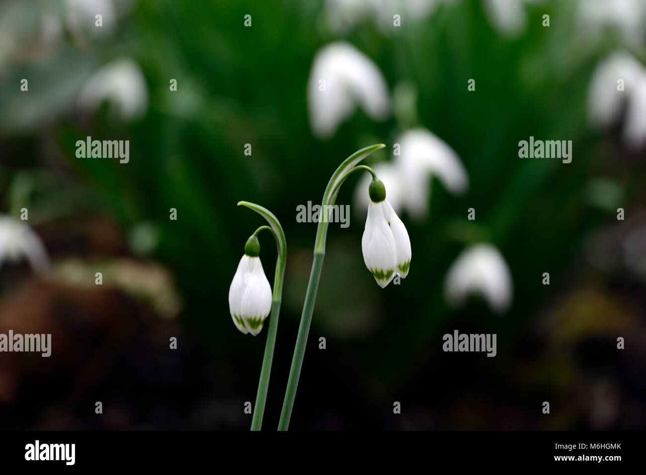 Snowdrop galanthus verdier,perce-neige,printemps,fleurs,fleurs,fleurs,blanc,vert,marques,marque,marquée à pointe verte,conseils,Floral RM Banque D'Images