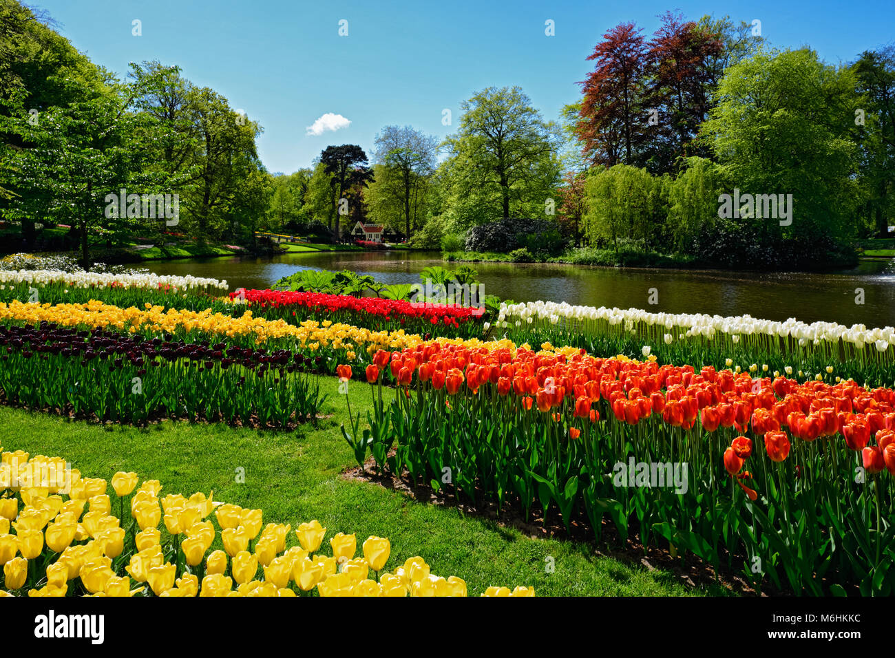 Parterre de tulipes en fleurs dans jardin de fleurs Keukenhof, Netherland Banque D'Images