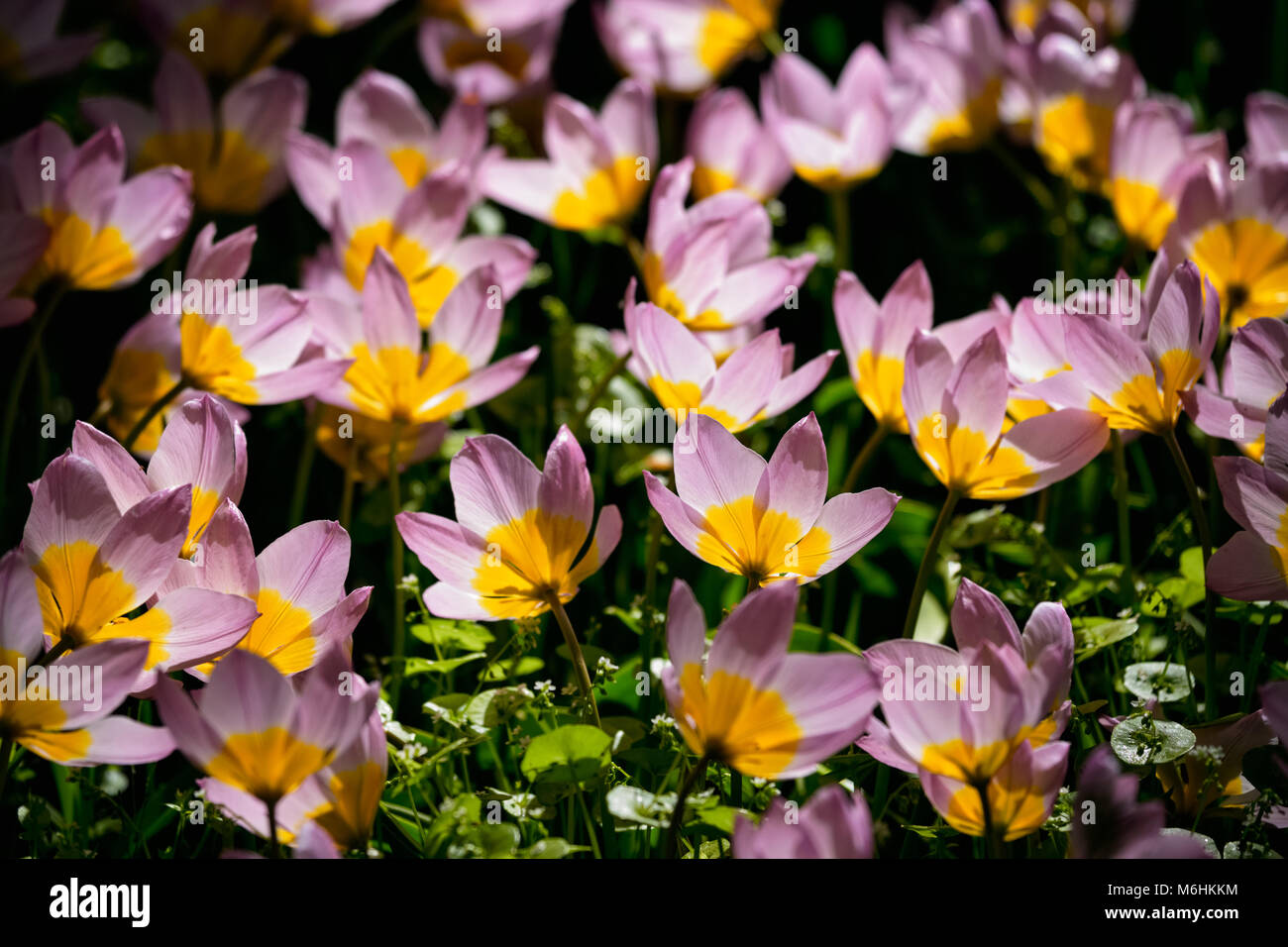 Parterre de tulipes en fleurs dans jardin de fleurs Keukenhof, Netherland Banque D'Images