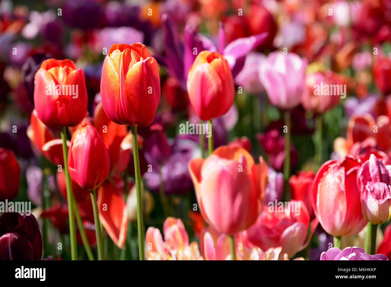 Parterre de tulipes en fleurs dans jardin de fleurs Keukenhof, Netherland Banque D'Images