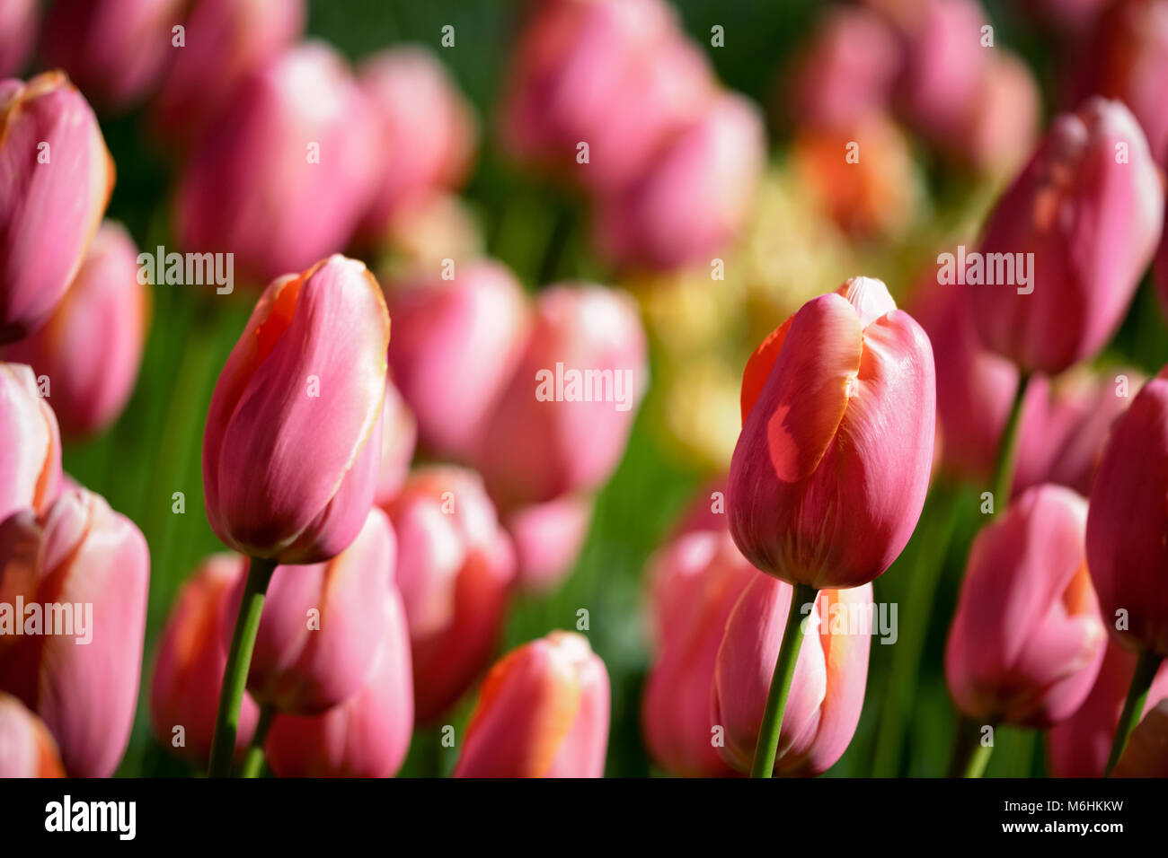 Parterre de tulipes en fleurs dans jardin de fleurs Keukenhof, Netherland Banque D'Images