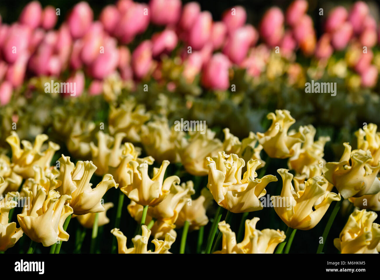 Parterre de tulipes en fleurs dans jardin de fleurs Keukenhof, Netherland Banque D'Images