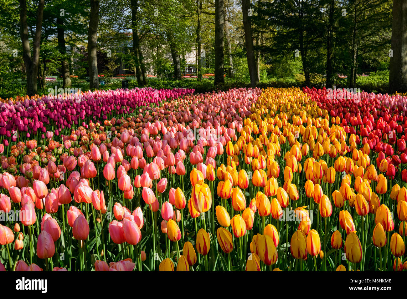 Parterre de tulipes en fleurs dans jardin de fleurs Keukenhof, Netherland Banque D'Images