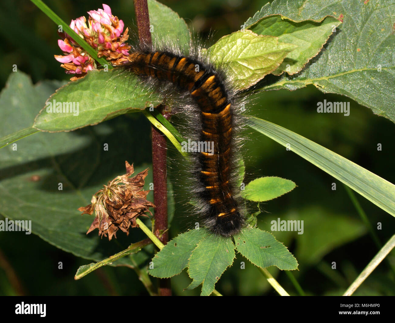 Grand brown hairy caterpillar sur la plante. Macrothylacia rubi, le fox moth, est un lépidoptère appartenant à la famille des Lasiocampidae. Banque D'Images