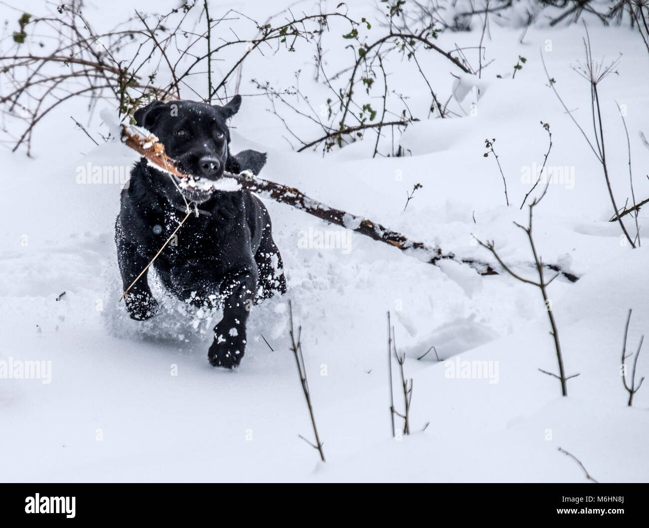 Labrador Border Collie et jouer dans la neige Banque D'Images