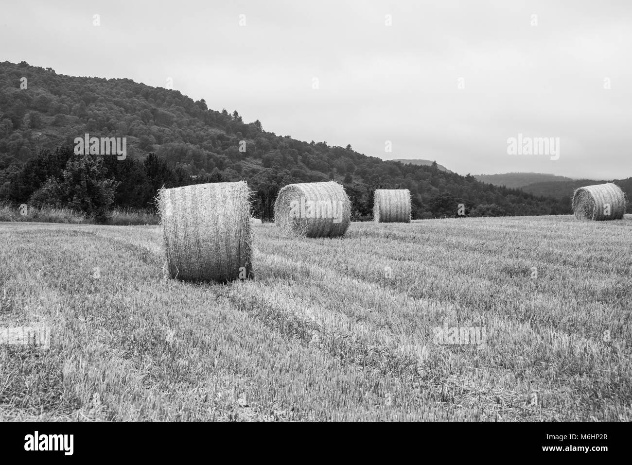 Balles de foin Banque D'Images