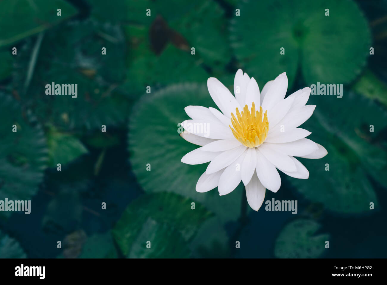 Nénuphar blanc belle fraîche dans un étang. concept nature Banque D'Images