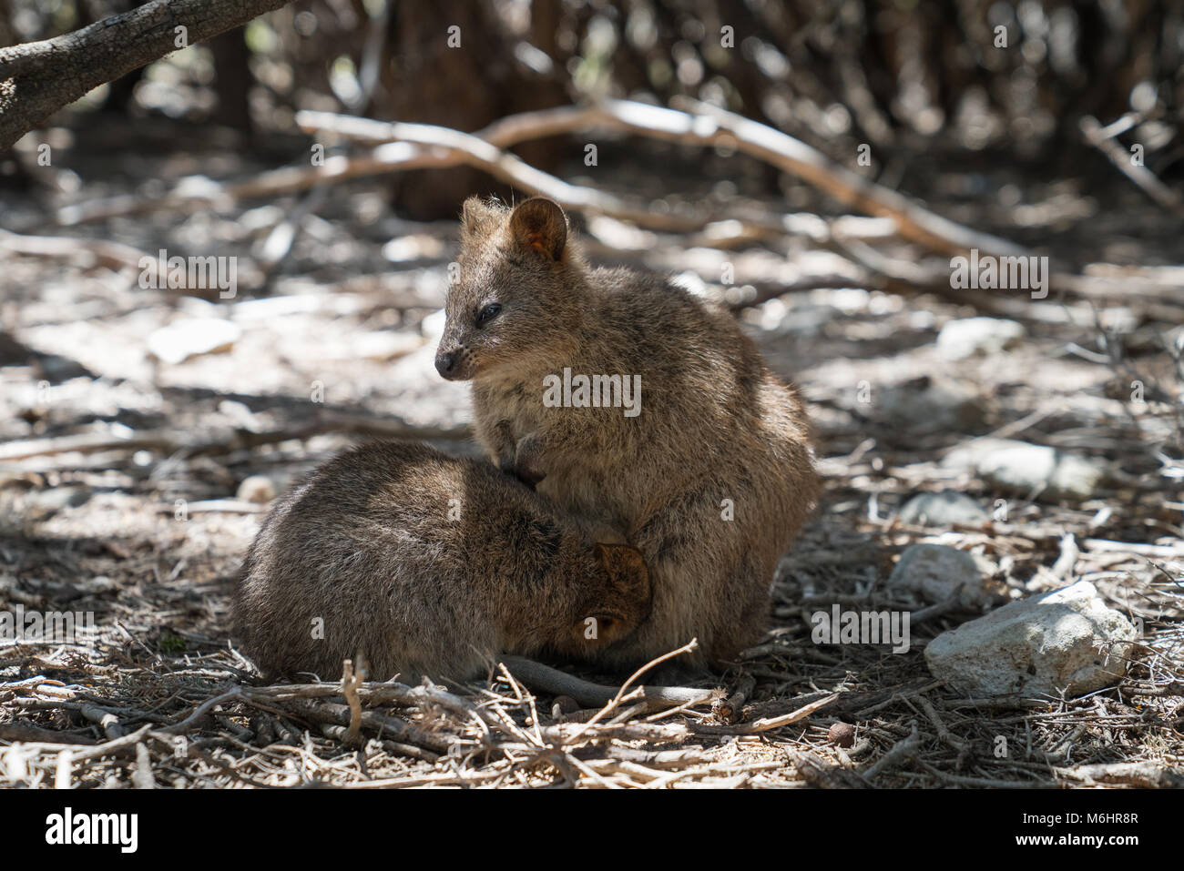 Quokka Chrysocyon brachyurus, libre, a été prise sur Rottnest Island, Australie de l'Ouest Banque D'Images