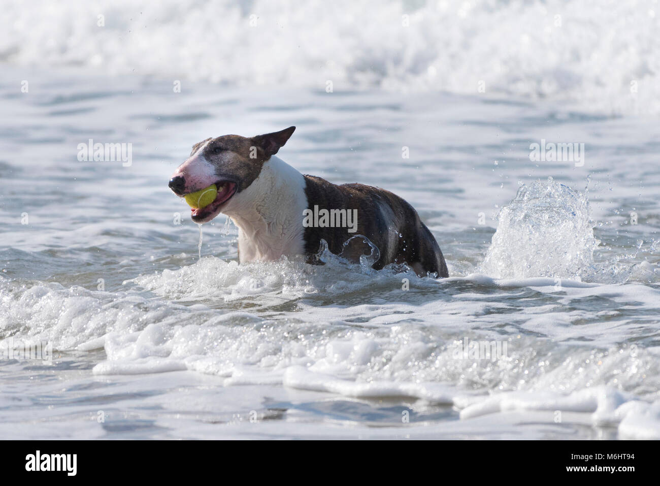 Un bull-terrier anglais avec une boule de jouer dans la mer. Banque D'Images