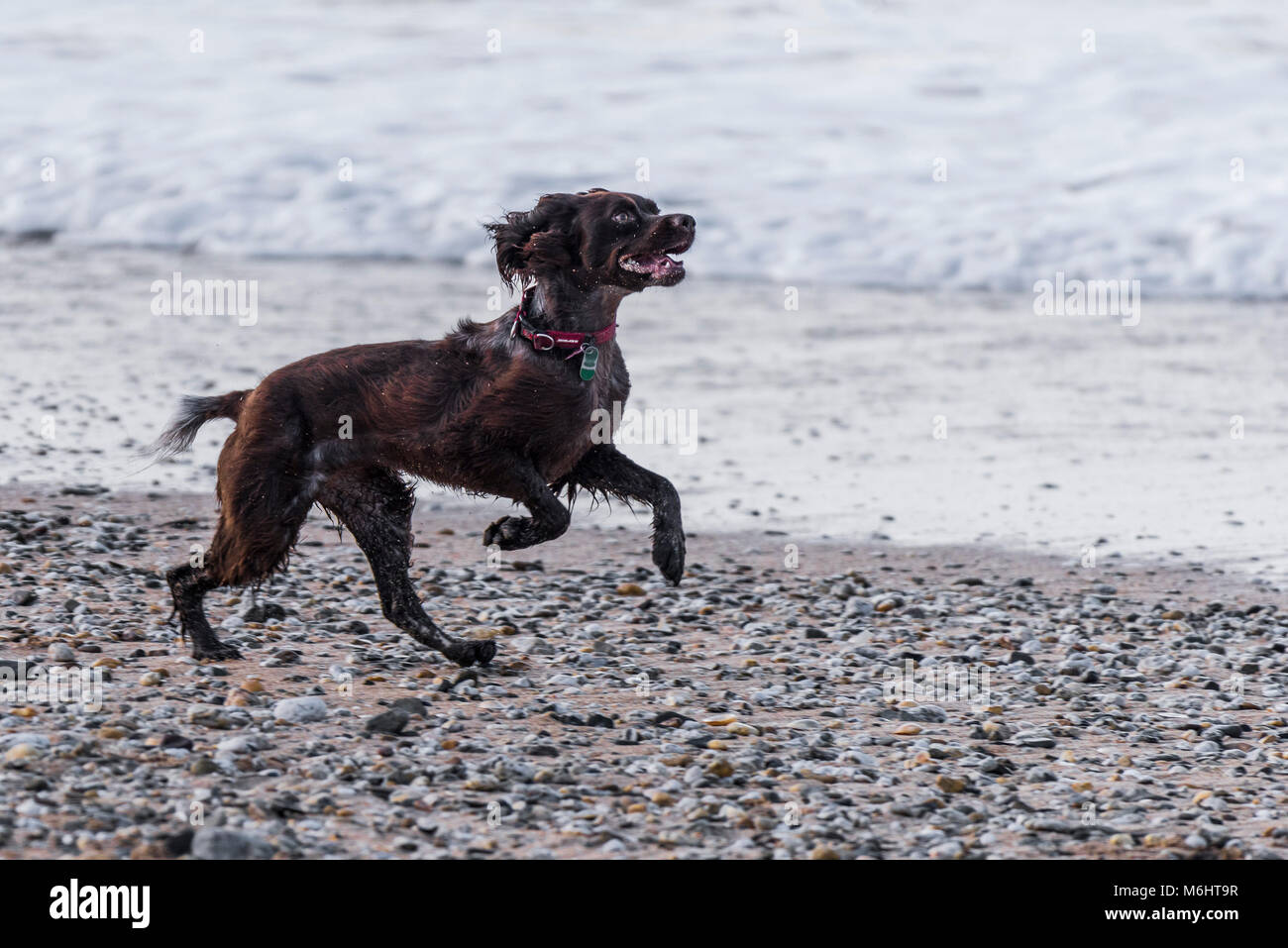 Bénéficiant d'un chien jouant sur la plage de Fistral, Newquay Cornwall dans. Banque D'Images