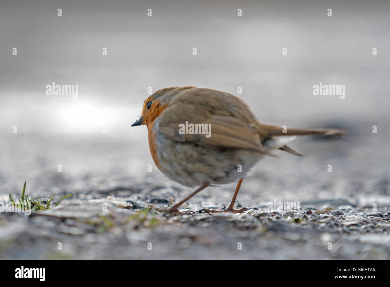 L'robin (Erithacus rubecula aux abords), robin redbreast, Erithacus rubecula aux abords, les passereaux Banque D'Images
