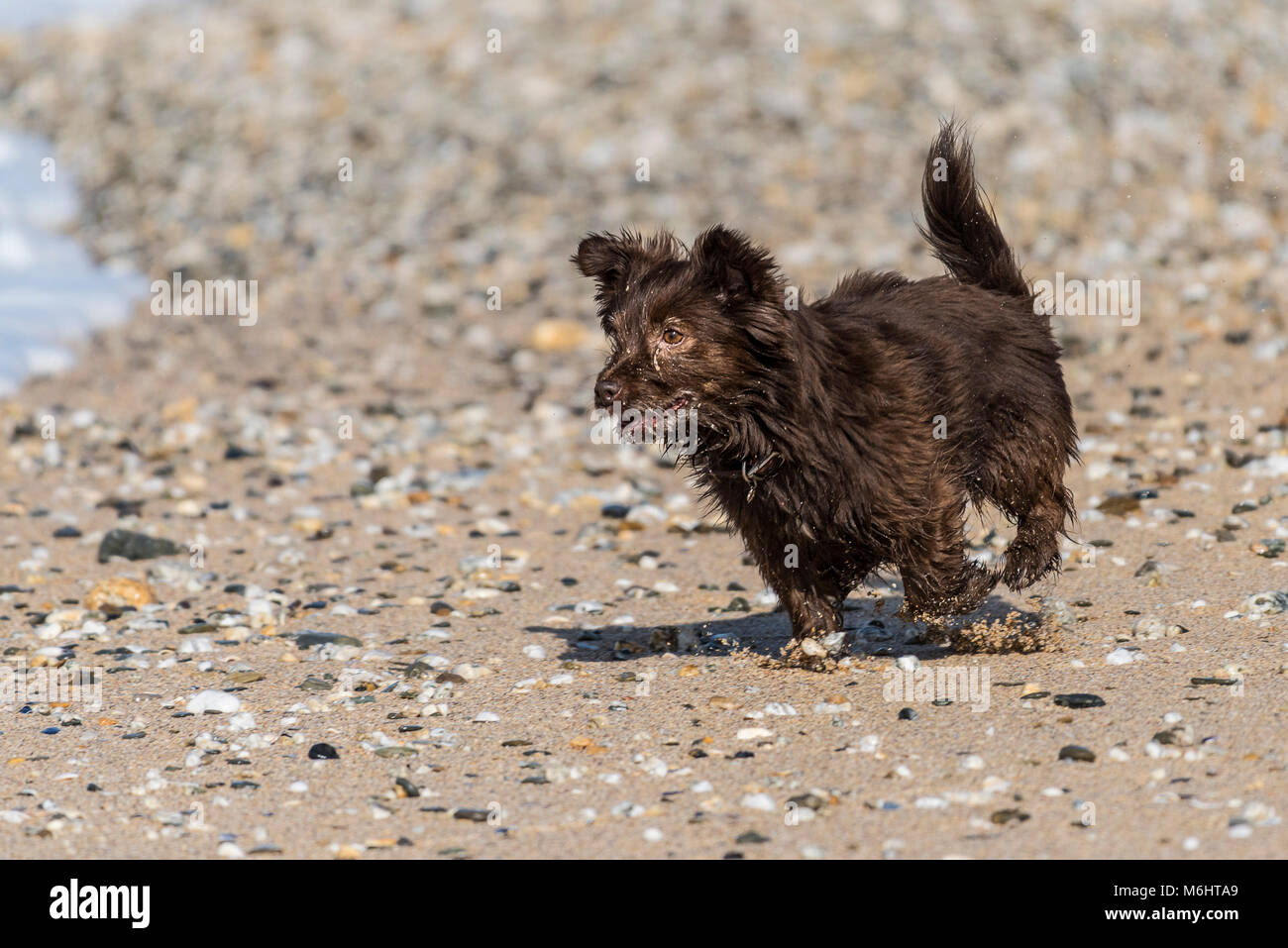 Un petit chien jouant sur la plage de Fistral, Newquay Cornwall dans. Banque D'Images