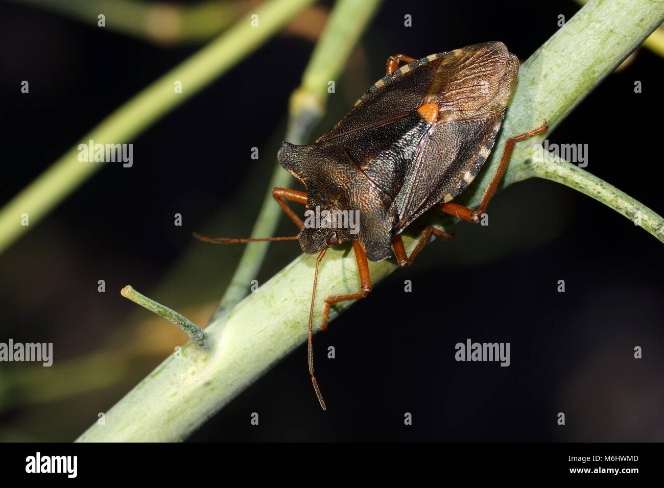 La forêt bug ou red-legged shieldbug (Pentatoma rufipes) est une espèce de shield bug dans la famille Pentatomidae. Banque D'Images