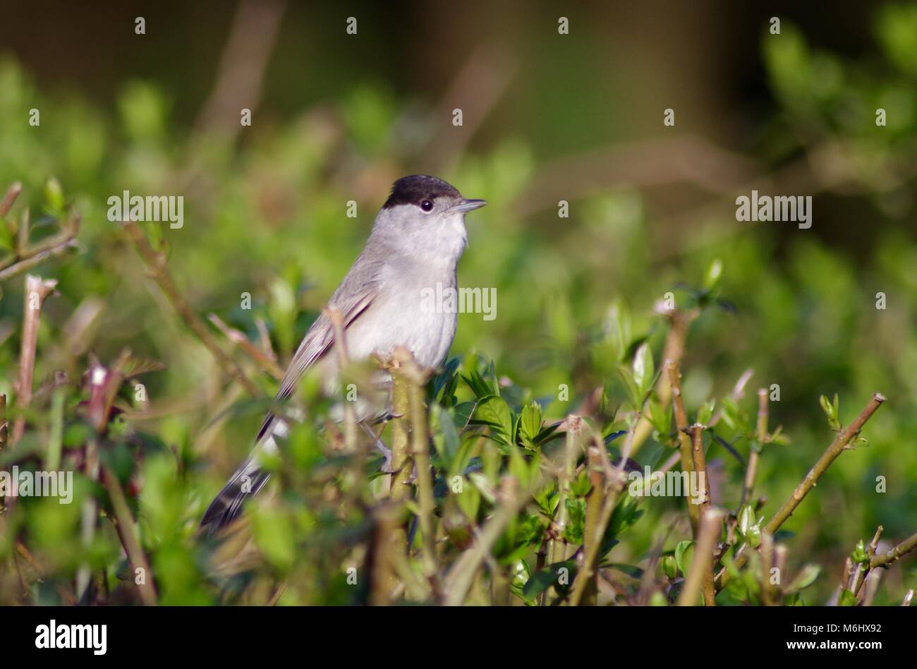 Visiteur d'été homme Blackcap orangée (Sylvia atricapilla), petit gris, d'un oiseau perché sur une haie. Bowling Green Marsh, Topsham, Exeter, Devon, UK Banque D'Images