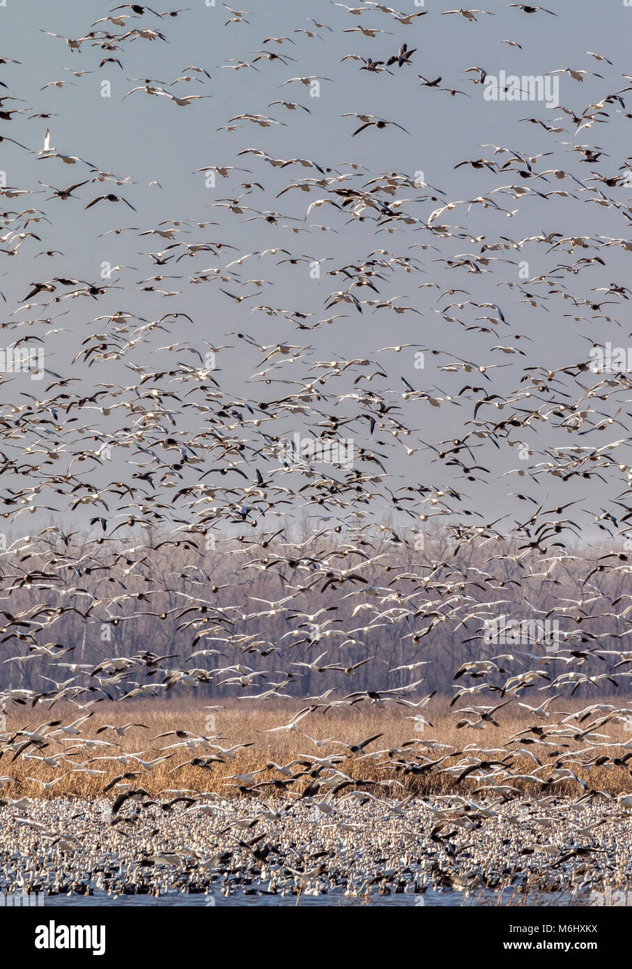 La migration printanière des oies des neiges (Chen caerulescens), Loess Bluffs National Wildlife Refuge, Missouri, États-Unis Banque D'Images