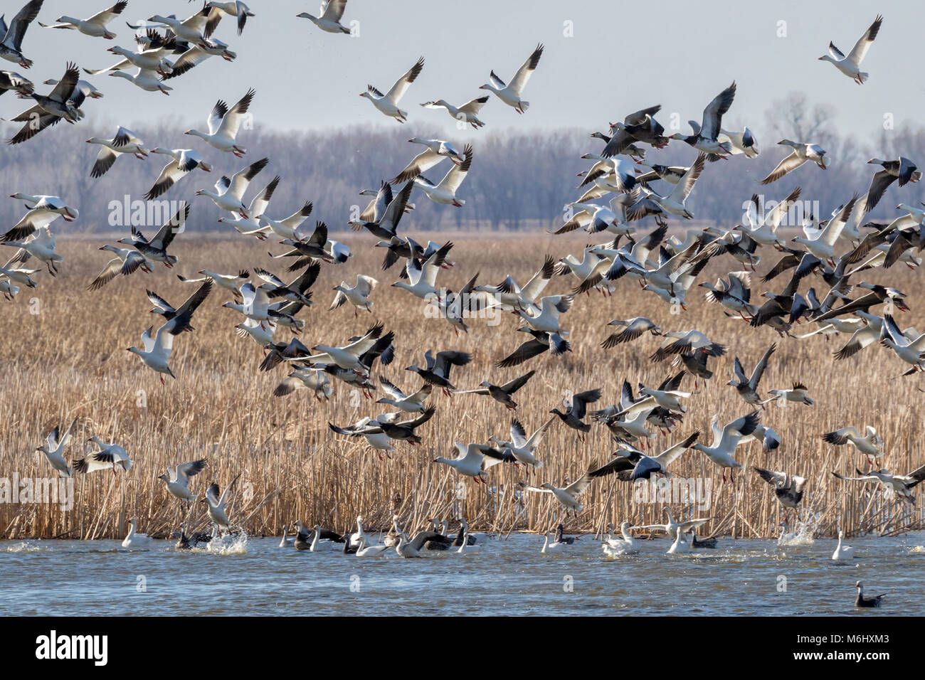 La migration printanière des oies des neiges (Chen caerulescens), Loess Bluffs National Wildlife Refuge, Missouri, États-Unis Banque D'Images