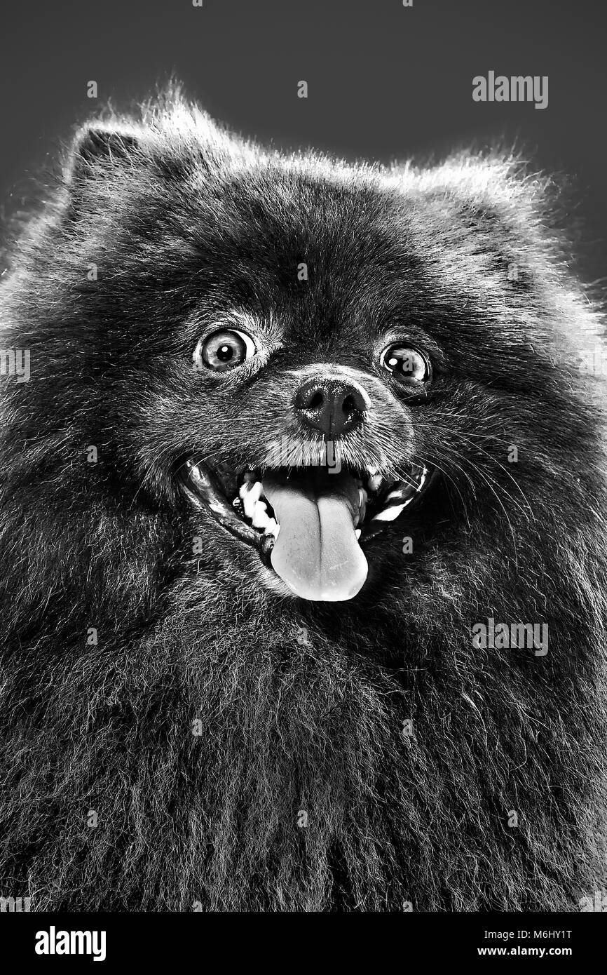 Portrait of a smiling chiot dans le studio. Gris en arrière-plan Banque D'Images