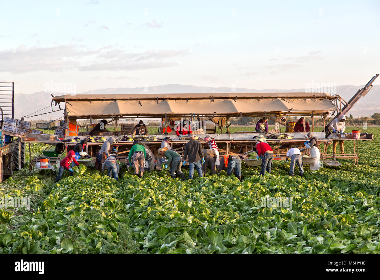 Les travailleurs de terrain et la récolte de la laitue romaine 'emballage' champ 'LACTUCA SATIVA', tôt le matin, la lumière, dans le Comté de Riverside, Californie, vallée de Coachella, Banque D'Images