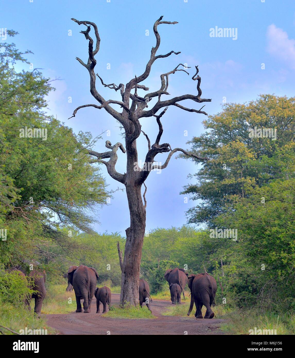 Kruger Park, Afrique du Sud. Un paradis de la faune et des oiseaux. L'éléphant d'Afrique Loxodonta africana Banque D'Images
