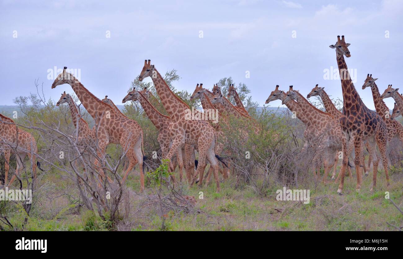Kruger Park, Afrique du Sud. Un paradis de la faune et des oiseaux. Girafe longue Banque D'Images