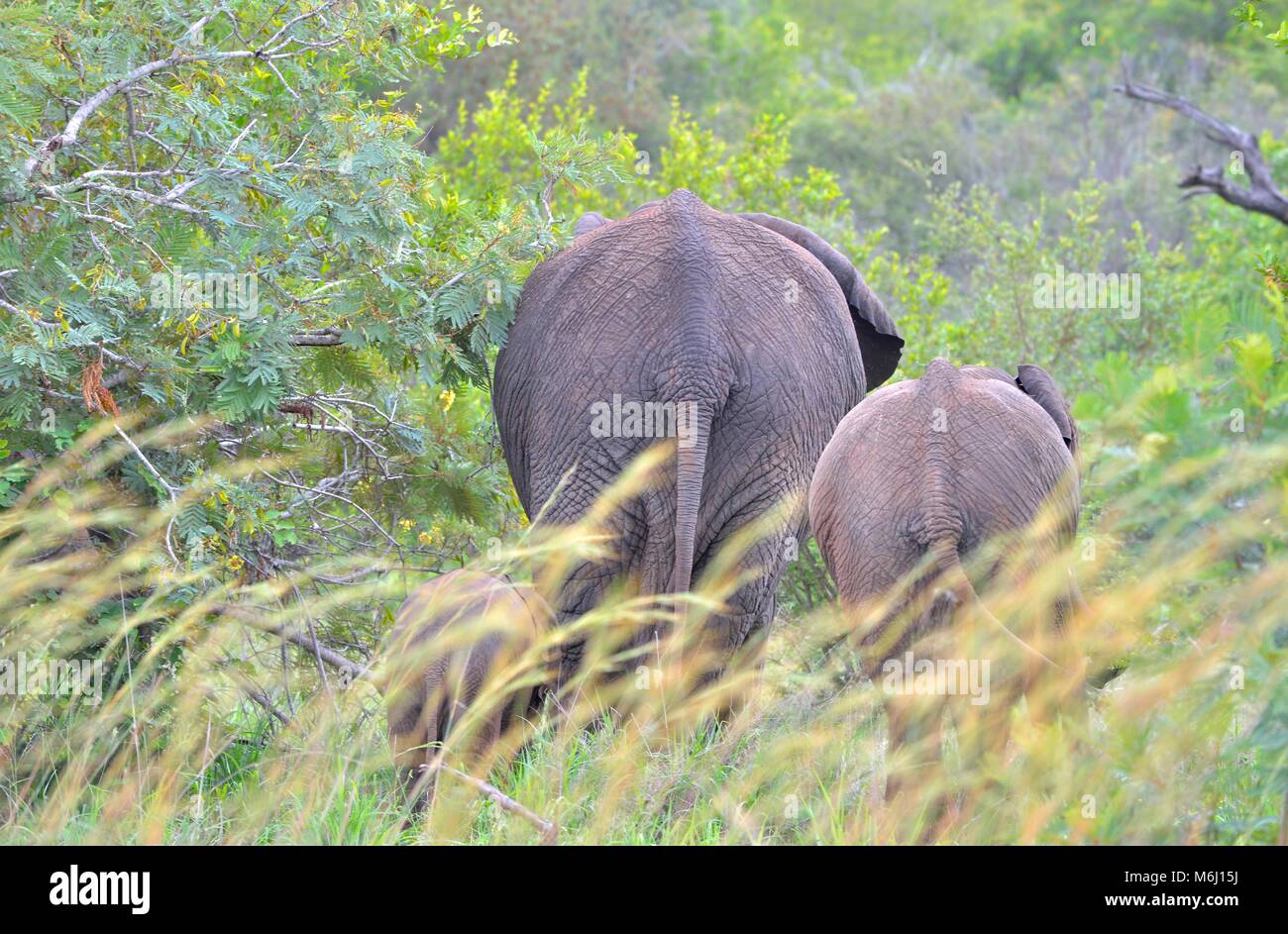 Kruger Park, Afrique du Sud. Un paradis de la faune et des oiseaux. L'éléphant d'Afrique Loxodonta africana Banque D'Images