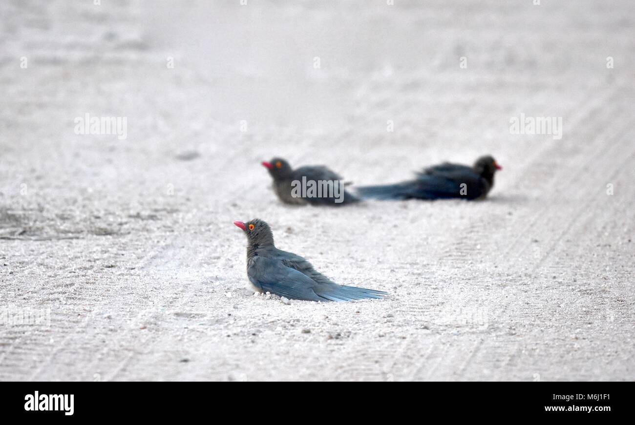 Kruger Park, Afrique du Sud. Un paradis de la faune et des oiseaux. Bec rouge oxpeckers ayant baignoire poussière en route. Banque D'Images