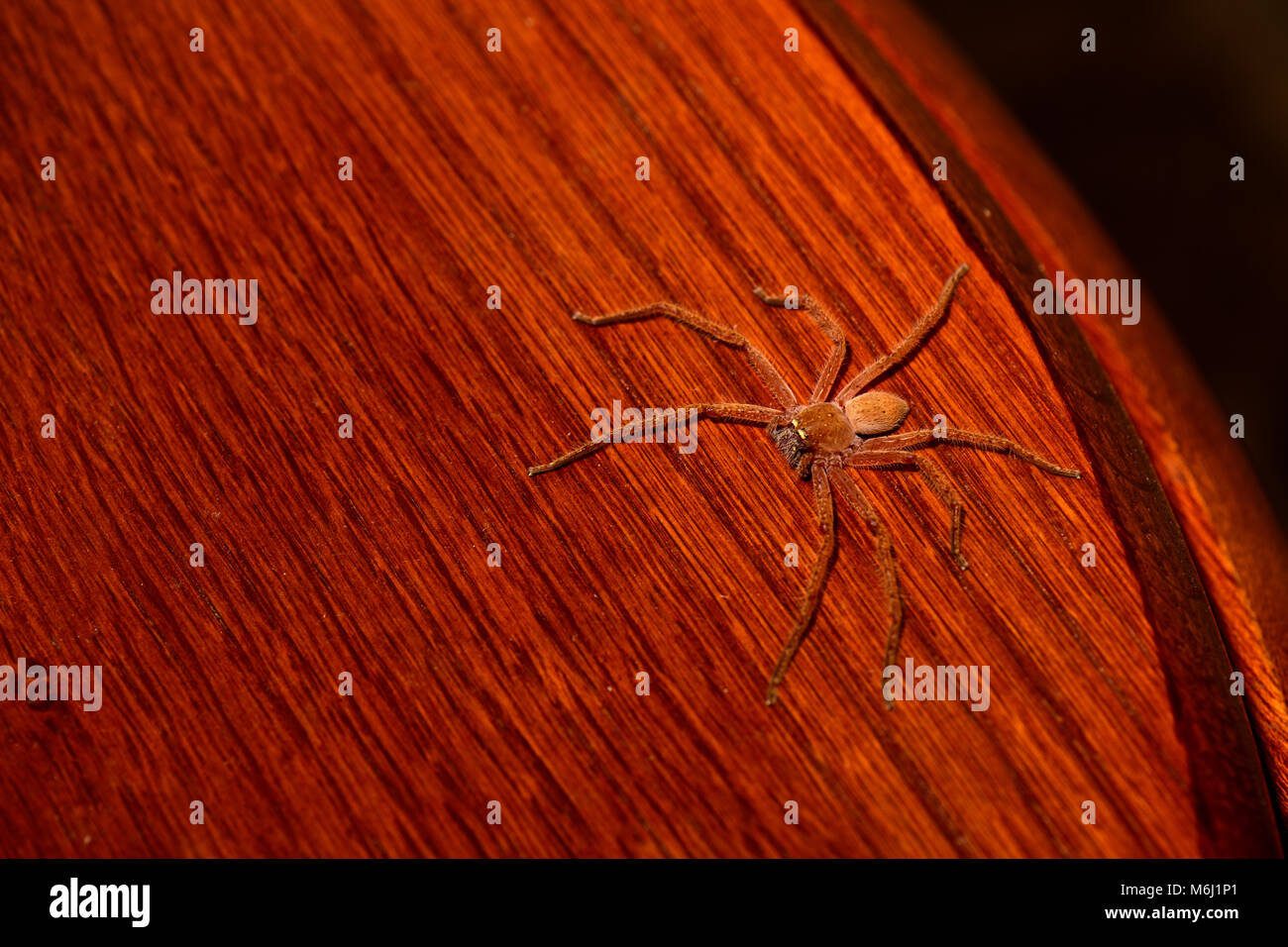 Oups, Huntsman araignée sur le siège des toilettes Photo Stock - Alamy
