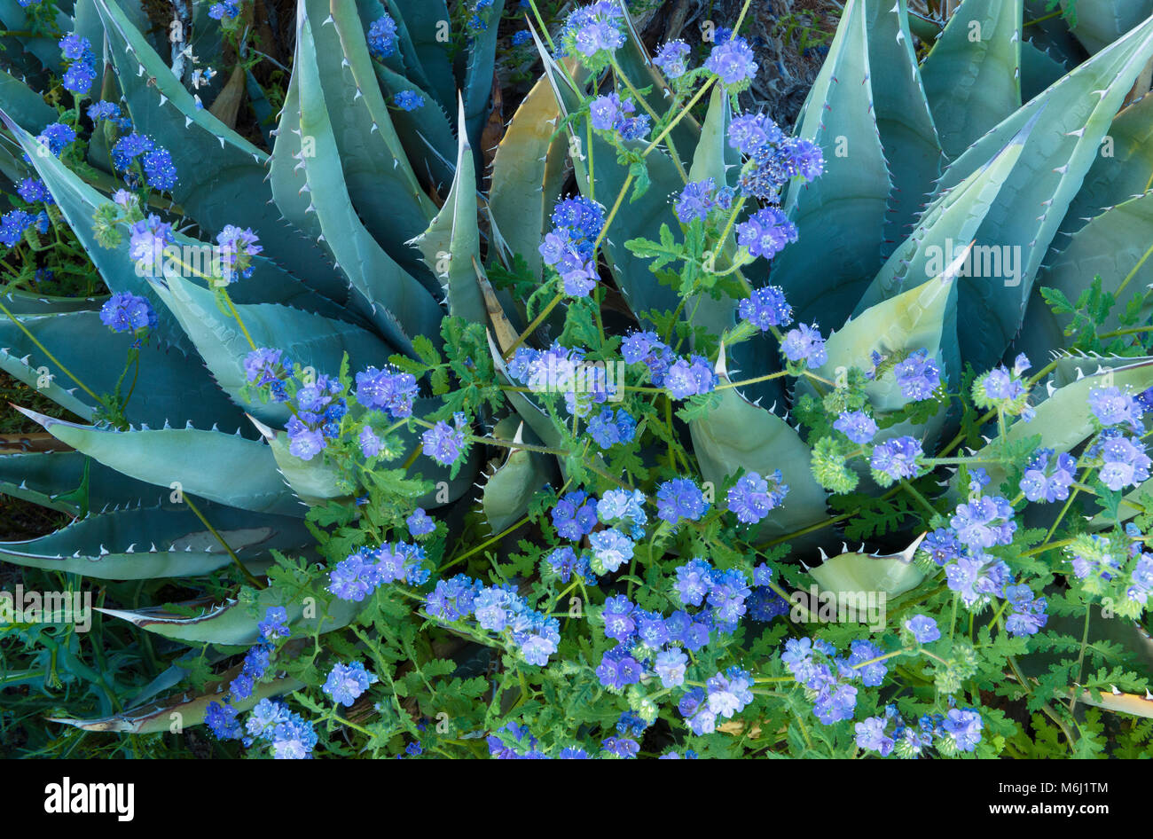 L'agave bleu, phacélie, Canyon Glorietta, Anza-Borrego Desert Banque D'Images