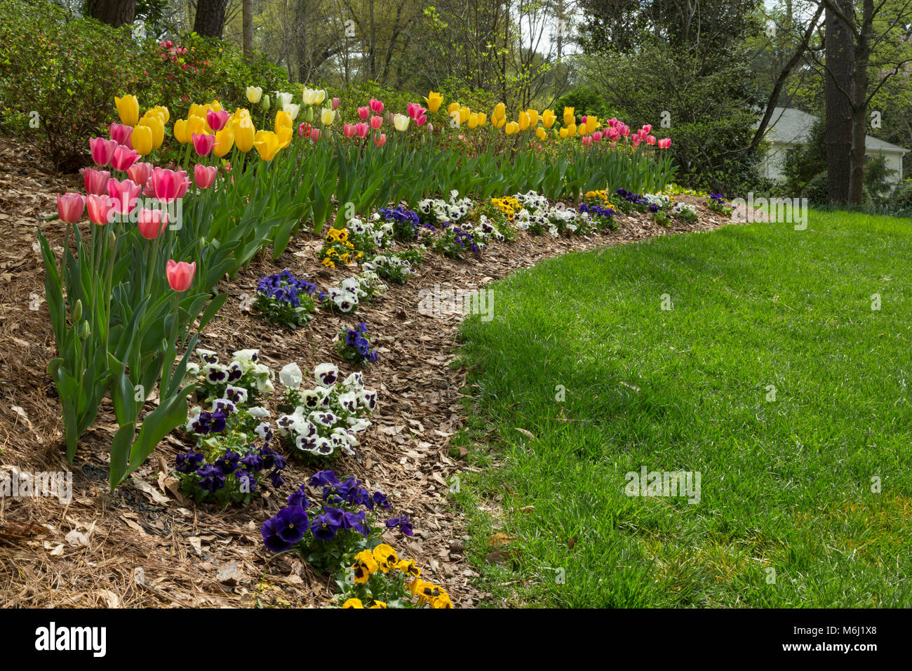 Fleurs de Printemps dans la cour résidentielle privée, tulipes colorées, Pétunias, l'herbe verte. Beau paysage de printemps sud des Etats-Unis Banque D'Images