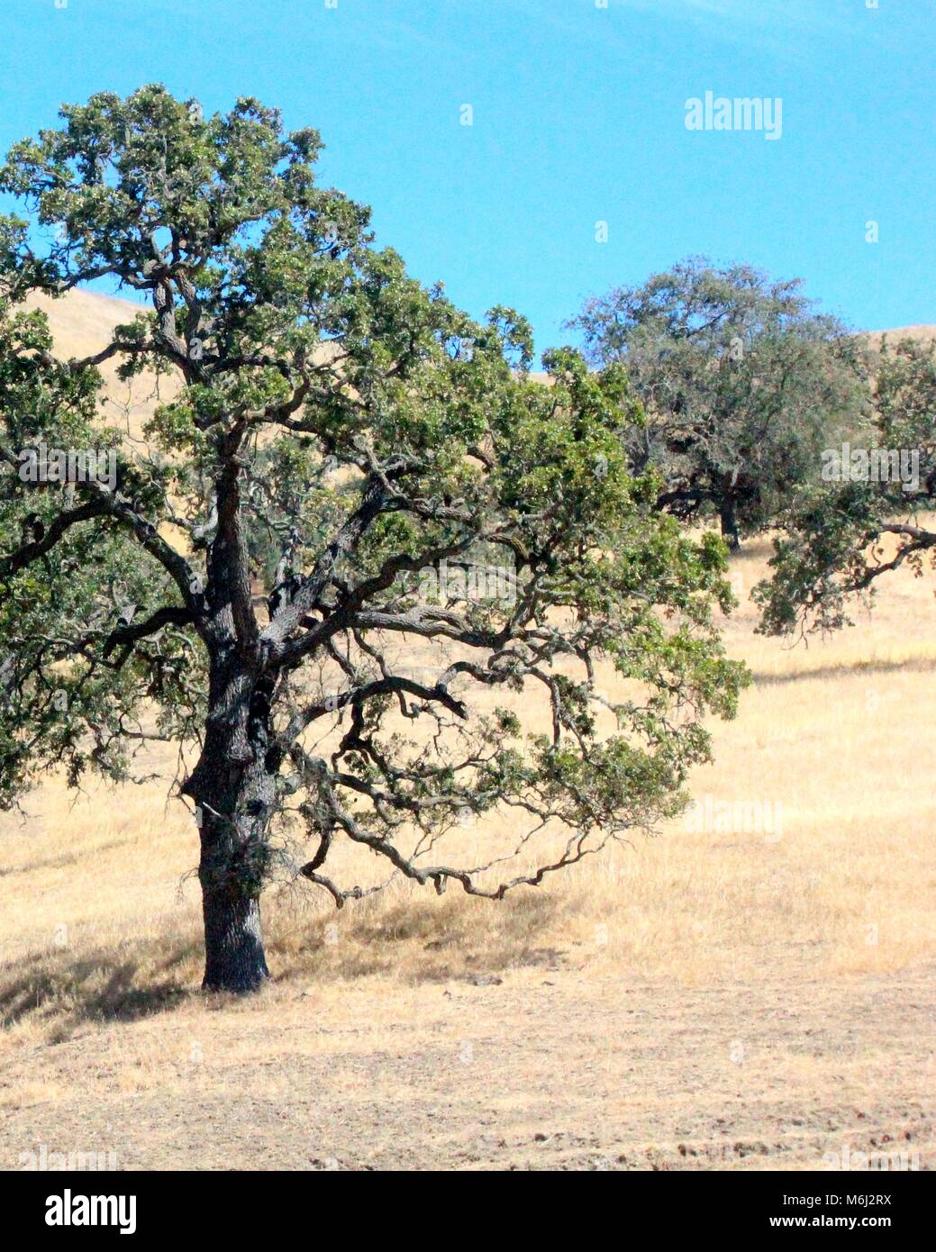 California Live Oak tree dans un champ d'or Banque D'Images