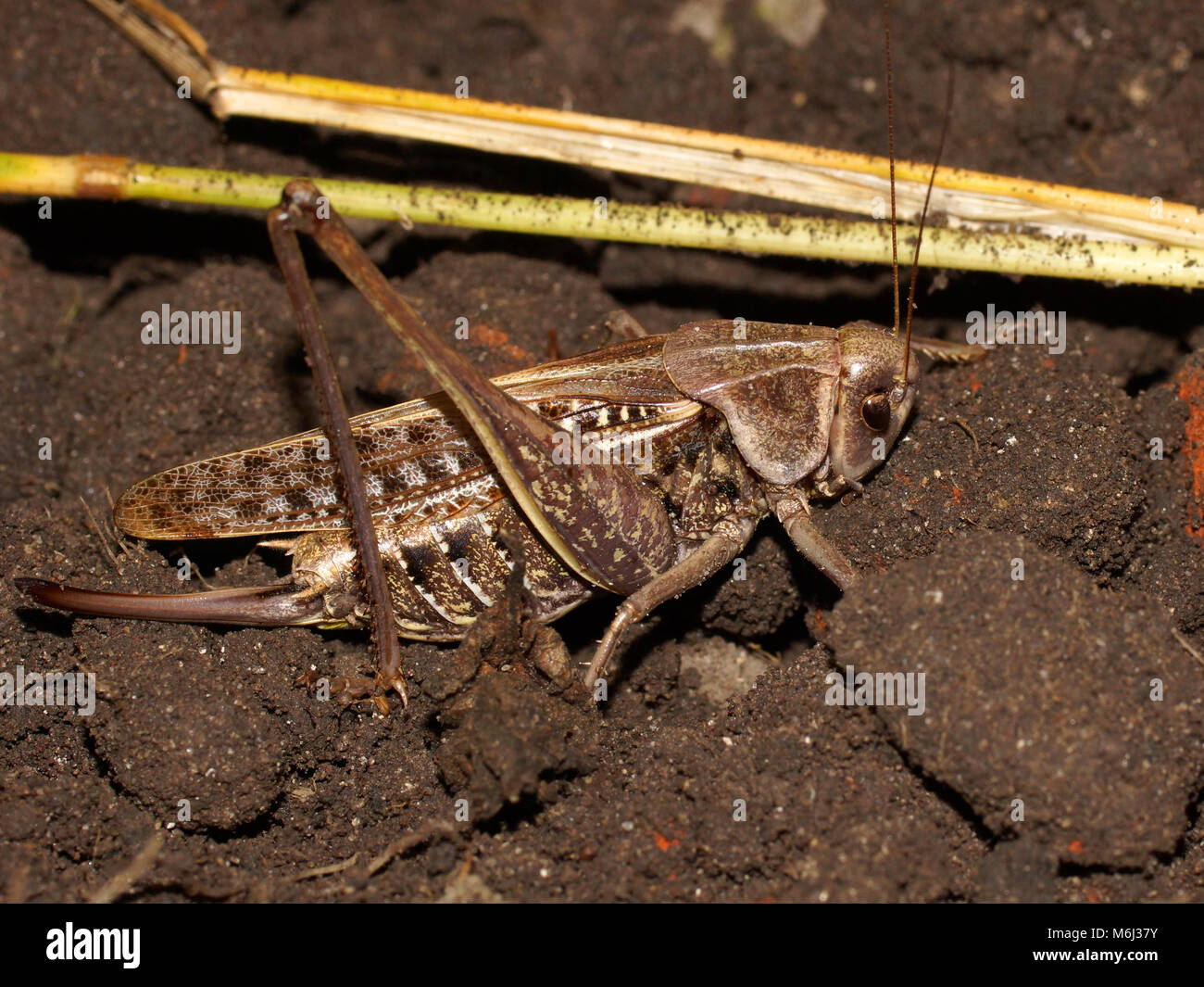 Dectique verrucivore (Decticus verrucivorus) est un bush-cricket dans la famille Tettigoniidae. Le dectique verrucivore pond ses oeufs dans le sol Banque D'Images
