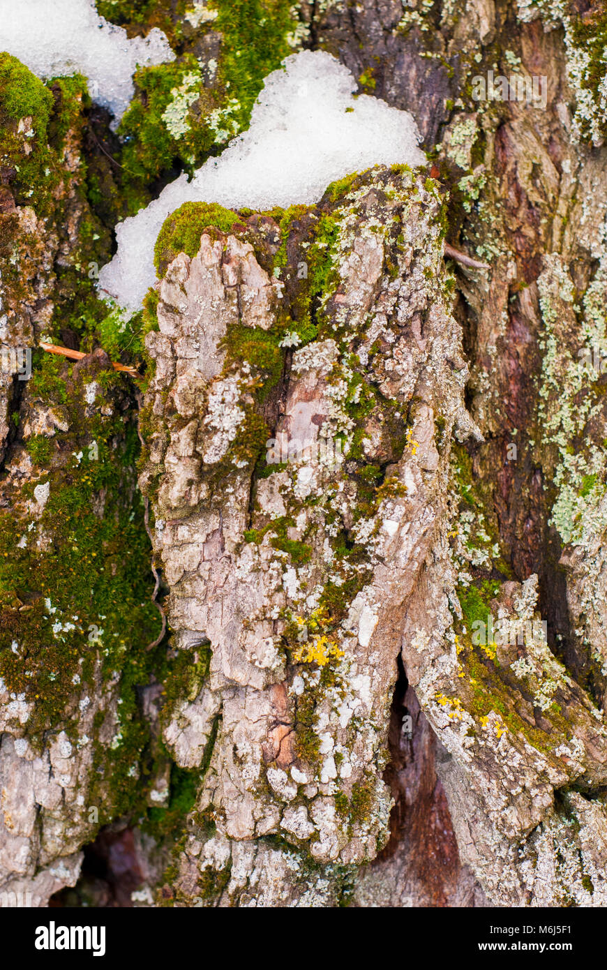 Tronc de l'arbre en hiver Banque D'Images