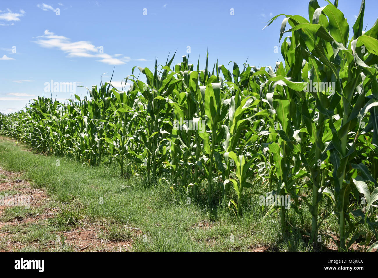 Lignes De Mais Dans Les Champs Pres De La Ville De Middelburg En Afrique Du Sud Contre Un Ciel Bleu Photo Stock Alamy Lignes De Mais Dans Les Champs Pres De La Ville De Middelburg En Afrique Du Sud Contre Un Ciel Bleu Photo Stock Alamy