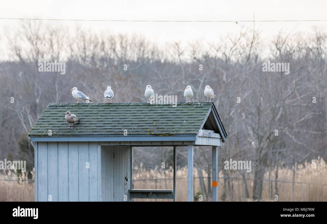 Nombreuses mouettes assis sur un petit bâtiment à la plage de paradis fiscaux, un jour d'hiver à Sag Harbor, NY Banque D'Images