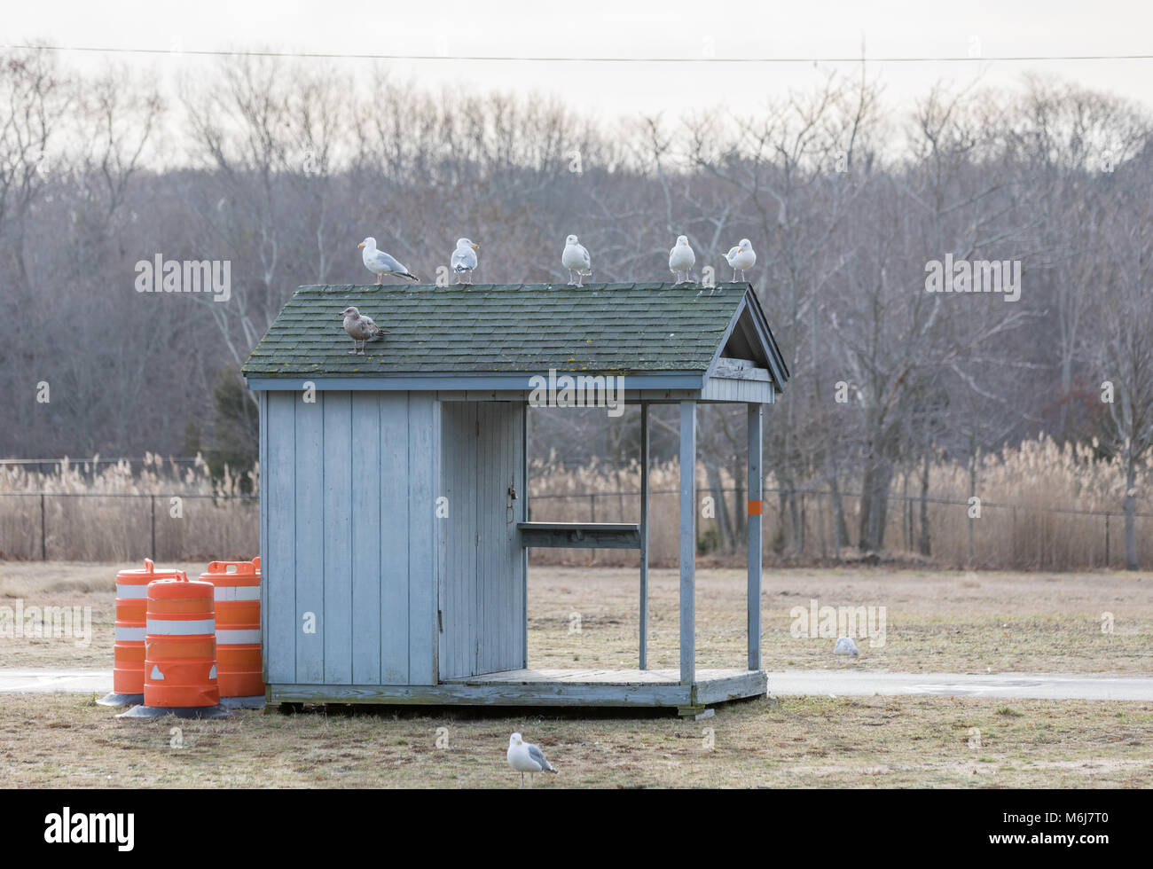 Nombreuses mouettes assis sur un petit bâtiment à la plage de paradis fiscaux, un jour d'hiver à Sag Harbor, NY Banque D'Images