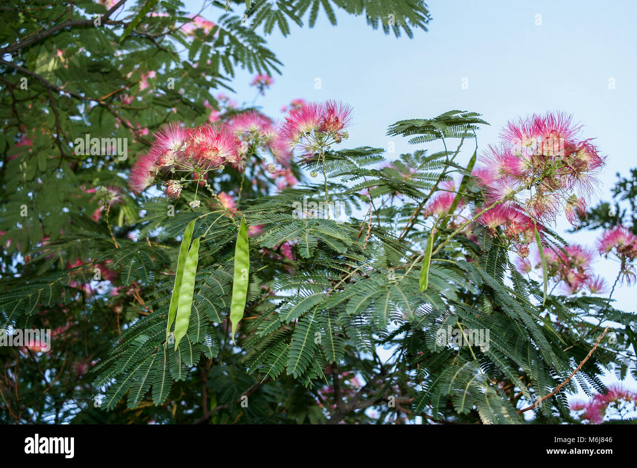 Un acacia en fleurs ensoleillées avec des fleurs roses et vertes. Banque D'Images
