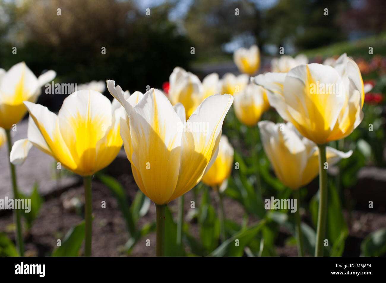 Tulipe Fosteriana 'Sweetheart', Kejsartulpan (Tulipa fosteriana-hybride ) Banque D'Images