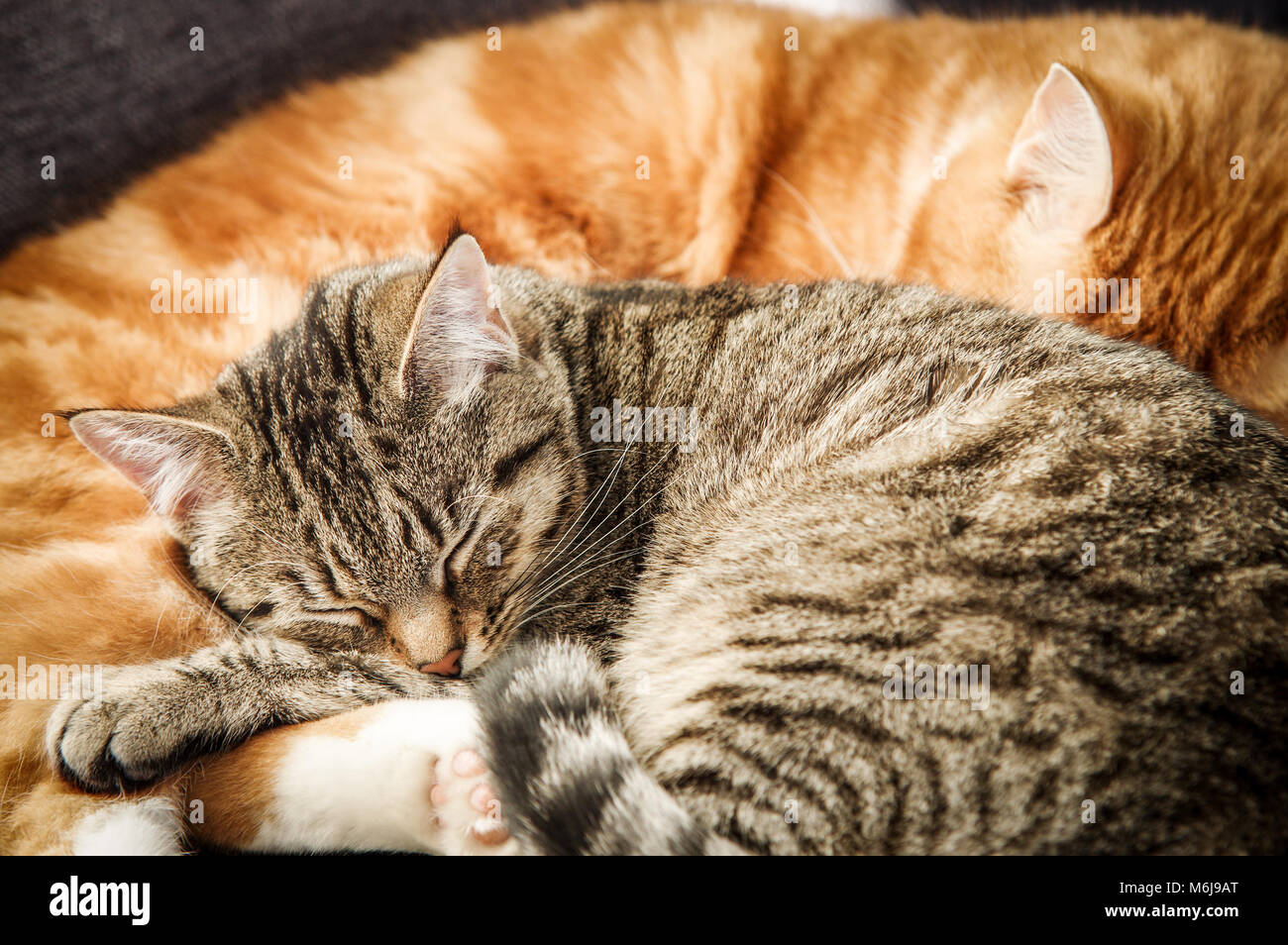 Un jeune adulte de grande taille et un tabby cat gingembre jusqu'câliné ensemble dans leur sommeil Banque D'Images