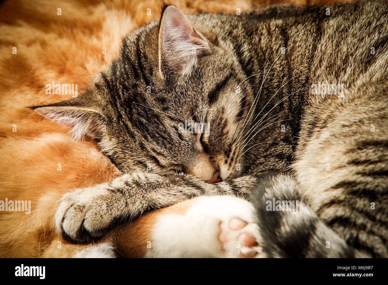 Un jeune adulte de grande taille et un tabby cat gingembre jusqu'câliné ensemble dans leur sommeil Banque D'Images
