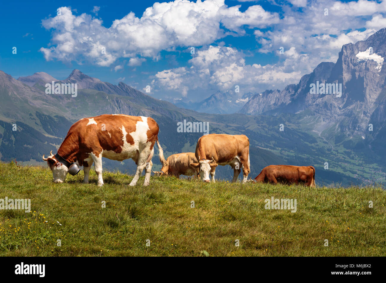 Brown mountain vaches qui paissent sur un alpage dans les Alpes bernoises en été. Grindelwald, Jungfrau Region, Oberland Bernois, Suisse Banque D'Images