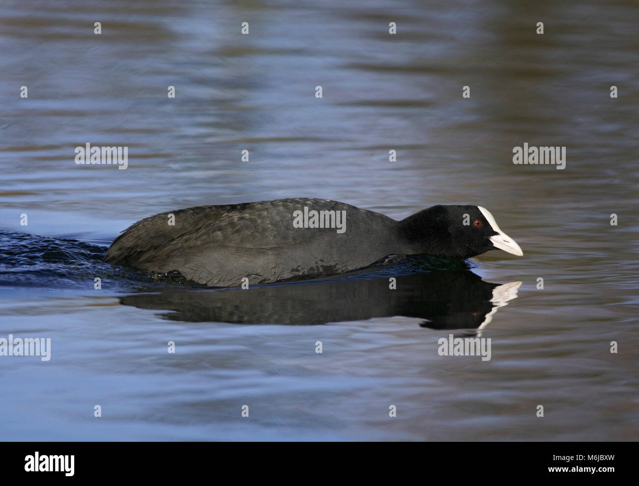 Foulque macroule, Fulica atra sur l'eau, Lancashire, UK Banque D'Images