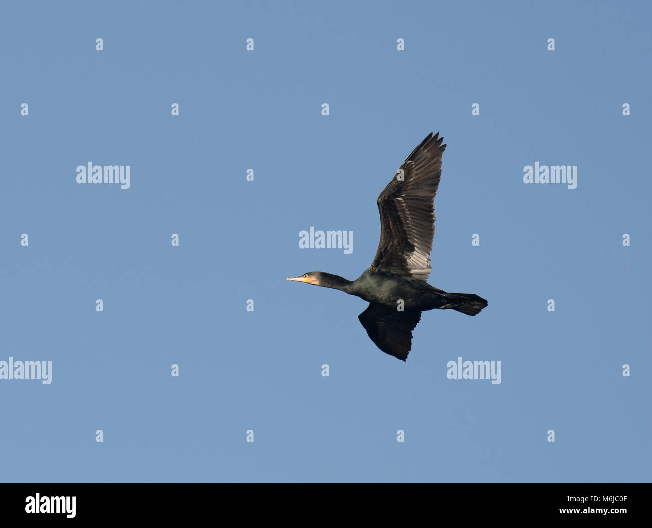 Grand cormoran Phalacrocorax carbo, battant contre un ciel bleu, Lancashire, UK Banque D'Images